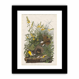 Meadow Lark (Plate Cxxxvi)