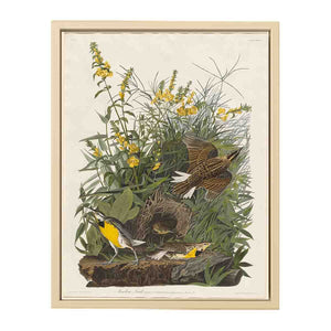 Meadow Lark (Plate Cxxxvi)
