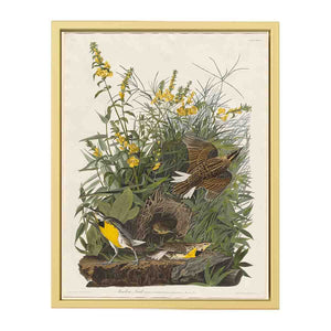 Meadow Lark (Plate Cxxxvi)