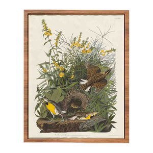 Meadow Lark (Plate Cxxxvi)