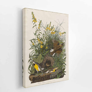 Meadow Lark (Plate Cxxxvi)