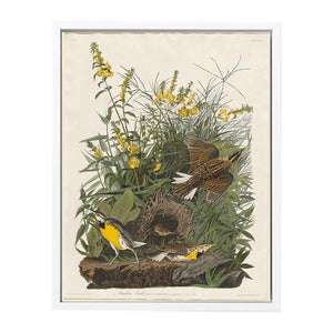 Meadow Lark (Plate Cxxxvi)