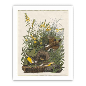 Meadow Lark (Plate Cxxxvi)