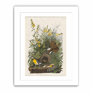 Meadow Lark (Plate Cxxxvi)