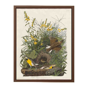 Meadow Lark (Plate Cxxxvi)