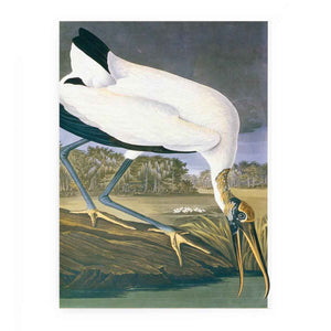 American Stork