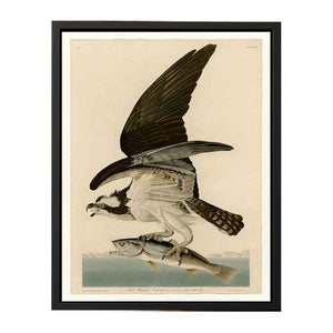 Fish Hawk