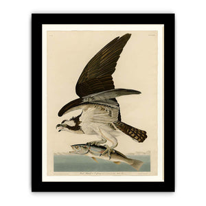 Fish Hawk