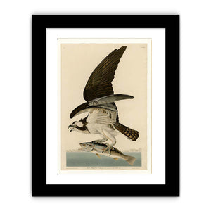Fish Hawk