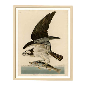 Fish Hawk