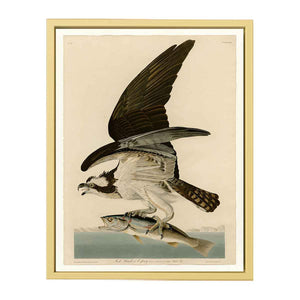 Fish Hawk