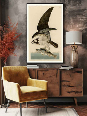 Fish Hawk