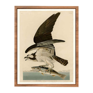 Fish Hawk