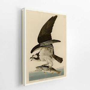 Fish Hawk
