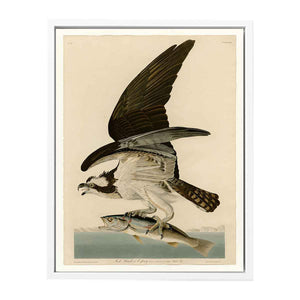 Fish Hawk