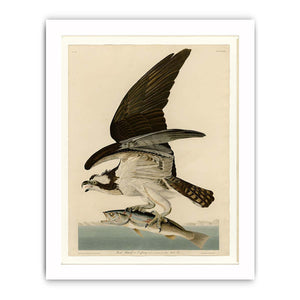 Fish Hawk