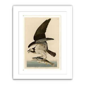 Fish Hawk