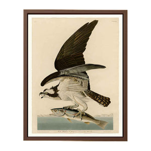 Fish Hawk