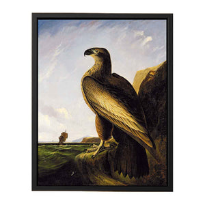 Washington Sea Eagle