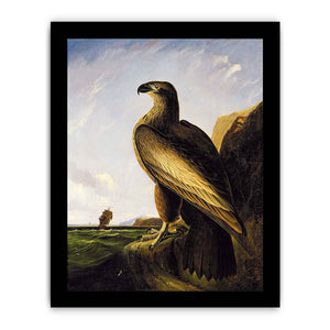 Washington Sea Eagle