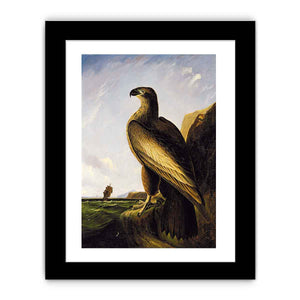 Washington Sea Eagle