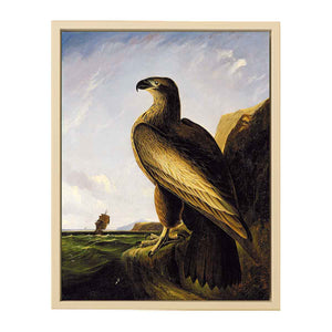 Washington Sea Eagle