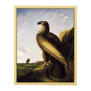 Washington Sea Eagle