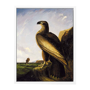 Washington Sea Eagle