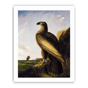 Washington Sea Eagle