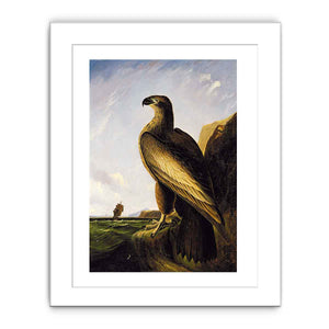 Washington Sea Eagle