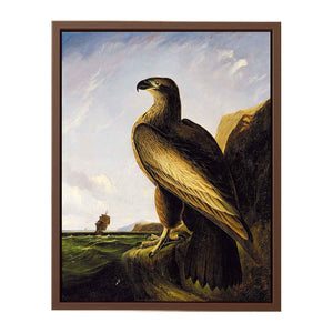 Washington Sea Eagle