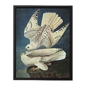 White Gerfalcons