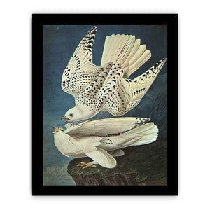 White Gerfalcons