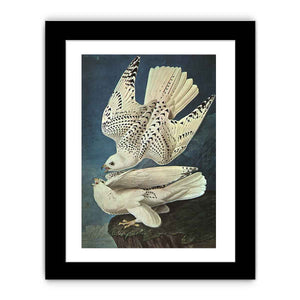 White Gerfalcons