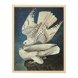 White Gerfalcons