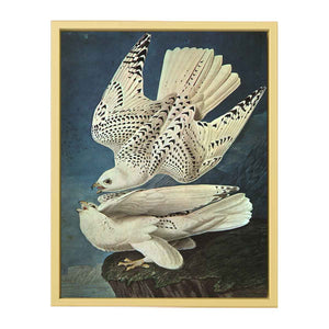 White Gerfalcons