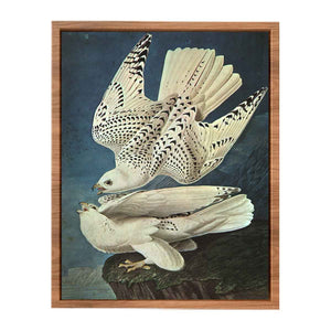 White Gerfalcons