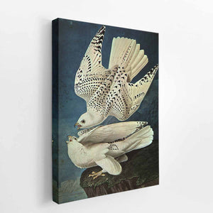 White Gerfalcons