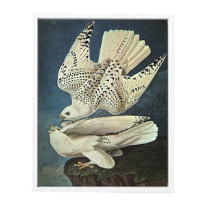 White Gerfalcons