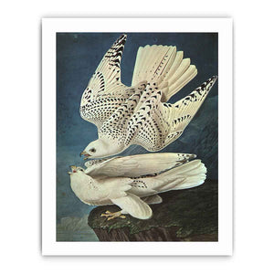 White Gerfalcons