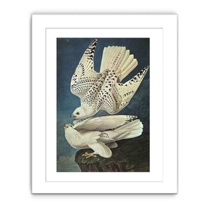 White Gerfalcons