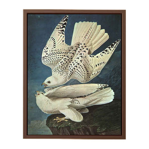 White Gerfalcons