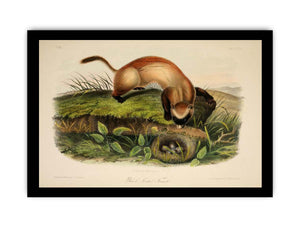 Black-footed Ferret from Quadrupeds of North America