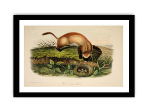 Black-footed Ferret from Quadrupeds of North America
