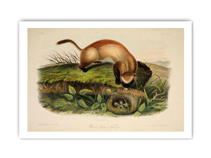 Black-footed Ferret from Quadrupeds of North America