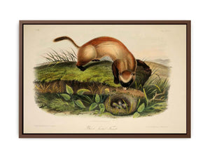 Black-footed Ferret from Quadrupeds of North America