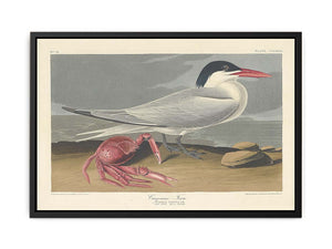 Cayenne Tern