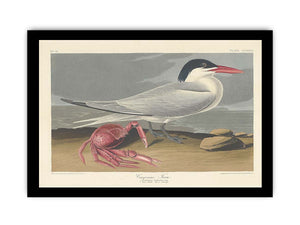 Cayenne Tern