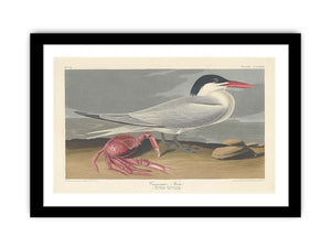 Cayenne Tern