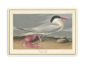 Cayenne Tern